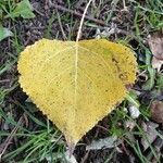 Populus nigra Fuelha