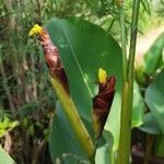 Calathea lutea Cvet