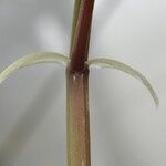 Begonia coursii Corteza