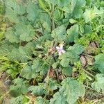 Erodium laciniatum Natur