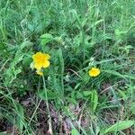 Helianthemum nummulariumFlower