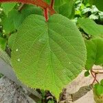 Actinidia chinensis 葉