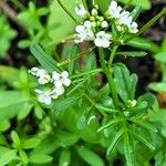 Cardamine pensylvanica