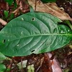 Pachystachys coccinea Feuille