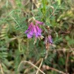 Vicia monantha Virág