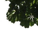 Cussonia brieyi Folha