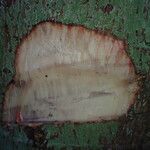 Lepidobotrys staudtii Bark