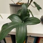 Philodendron panduriforme叶