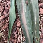 Furcraea selloana Levél