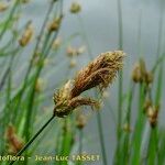 Carex disticha Blüte