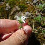 Arenaria aggregata Цветок