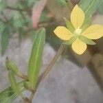 Ludwigia hyssopifolia Virág