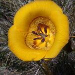 Calochortus clavatus Flower