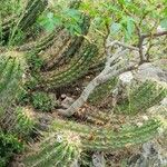 Echinopsis candicans Habit