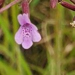 Clinopodium abyssinicum 花