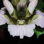 Acanthus montanus Flower