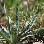 Plantago nivalis Folha