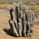Hoodia gordonii Habit