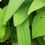 Allium victorialis Leaf