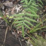 Pellaea atropurpurea Hábito
