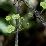 Menepetalum cathoides 花