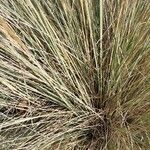 Muhlenbergia lindheimeri 葉