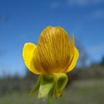 Ranunculus austro-oreganus Квітка