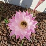 Echinopsis oxygonaÇiçek