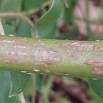 Coriaria japonica Rinde