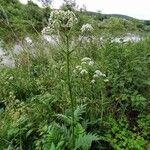 Valeriana officinalisBlomma