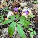 Cardamine glanduligera Flors