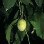 Passiflora laurifolia Fruit