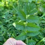 Erodium moschatum برگ