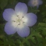 Nemophila phacelioides Цвят