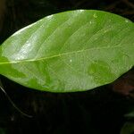 Licania hypoleuca Leaf