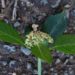 Euphorbia heterophylla List