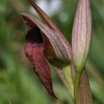 Serapias strictiflora Flower