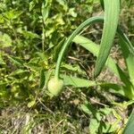 Allium nutans Leaf