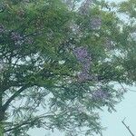 Jacaranda caucana Цвят