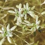 Callitriche brutia Fula