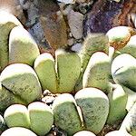 Antegibbaeum