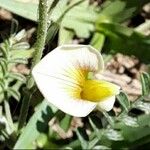 Adesmia cordobensis Цветок