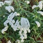 Heliotropium longiflorum Fleur