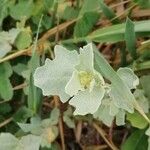 Atriplex laciniata Fulla