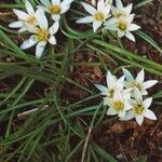 Ornithogalum sigmoideum Hábito