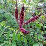 Amorpha fruticosaBlüte