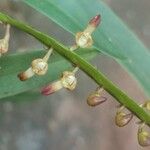 Bulbophyllum resupinatum Kwiat