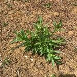 Epilobium tetragonumLeaf