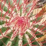 Ferocactus pilosus Leaf