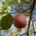 Commiphora mollis Fruto